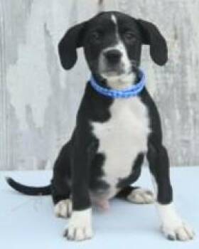 Tip -  Catahoula Leopard Dog and Mixed Breed Dog for Adoption in Kansas City, Missouri - Tip | PetCurious