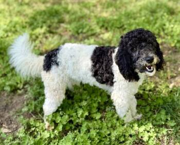 Poodle Dogs Available for Adoption in Sandy Springs, Georgia - Rudolph | PetCurious