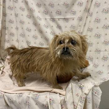 A614548 -  Brussels Griffon and Mixed Breed Dog for Adoption in Modesto, California - A614548 | PetCurious