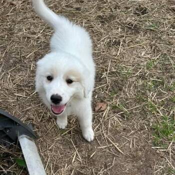 Great Pyrenees Dogs Available for Adoption in Overland Park, Kansas - Juno | PetCurious