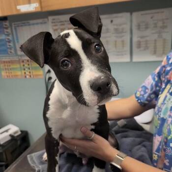 Rza -  Pit Bull Terrier Dog for Adoption in New Castle, Delaware - Rza | PetCurious