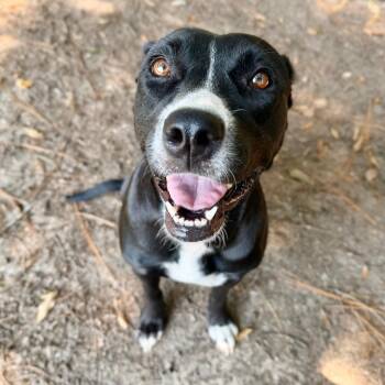 Amelia -  Mixed Breed Dog for Adoption in Milton, Florida - Amelia | PetCurious