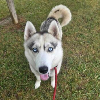 Shasta -  Mixed Breed and Siberian Husky Dog for Adoption in Dubuque, Iowa - Shasta | PetCurious