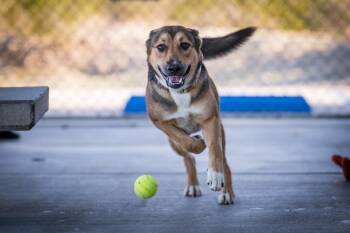 Daisy May -  Shepherd Dog for Adoption in Twentynine Palms, California - Daisy May | PetCurious