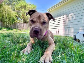 Andi -  Shar Pei and Mixed Breed Dog for Adoption in Charlotte, Michigan - Andi | PetCurious
