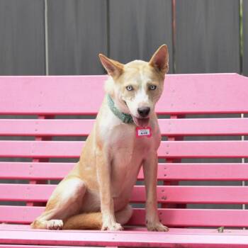 Alice -  Husky Dog for Adoption in Wake Forest, North Carolina - Alice | PetCurious