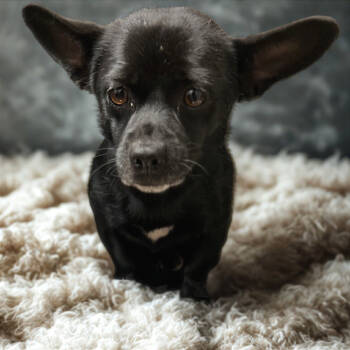 Rescue Mixed Breed Dogs for Adoption in Chattanooga, Tennessee - Dragonite | PetCurious