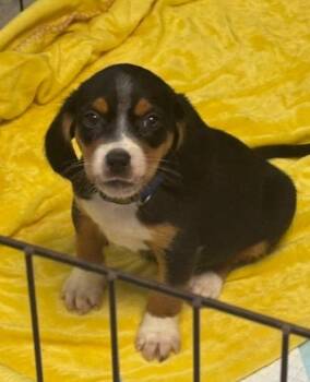 Sid -  Beagle Dog for Adoption in Scottsburg, Indiana - Sid | PetCurious