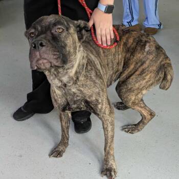 Diamond -  Cane Corso and Mixed Breed Dog for Adoption in Huntington, West Virginia - Diamond | PetCurious