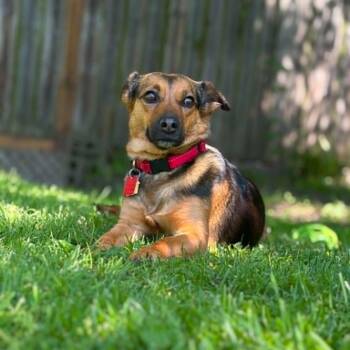 Jersey Girl -  Jack Russell Terrier and Mixed Breed Dog for Adoption in Toronto, Ontario - Jersey Girl | PetCurious