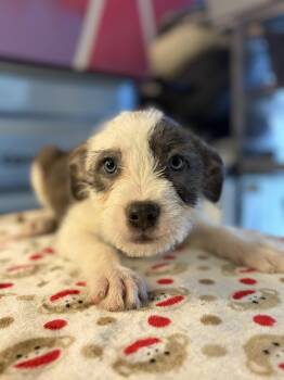 Pit Bull Terrier Dogs Available for Adoption in Felton, Pennsylvania - May | PetCurious