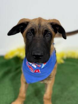 Belgian Shepherd Malinois and German Shepherd Dog Dogs Available for Adoption in Carlsbad, California - Lion-One Of Our Amazing Rescue Dogs | PetCurious