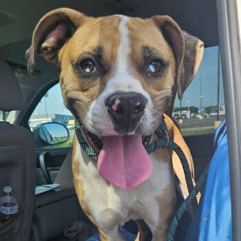 Rokko -  Boxer and Mixed Breed Dog for Adoption in Independence, Kansas - Rokko | PetCurious