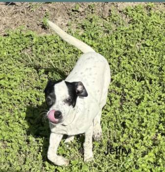 Rescue Chihuahua Dogs for Adoption in Spring, Texas - Jeffrey | PetCurious