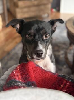 Valley Girl -  Terrier Dog for Adoption in Nashville, Tennessee - Valley Girl | PetCurious