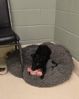 Cassi -  Setter and Hound Dog for Adoption in Kalamazoo, Michigan - Cassi | PetCurious