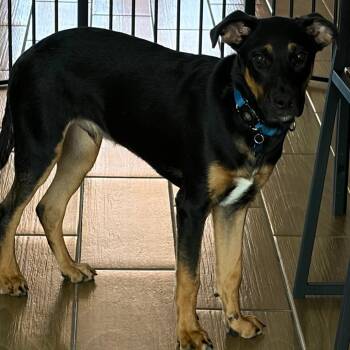 River -  Australian Cattle Dog Blue Heeler and Mixed Breed Dog for Adoption in Bradenton, Florida - River | PetCurious