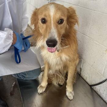 Richie Rich -  Australian Shepherd and Mixed Breed Dog for Adoption in Edinburg, Texas - Richie Rich | PetCurious