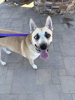 Shepherd Dogs Available for Adoption - HARPER | PetCurious