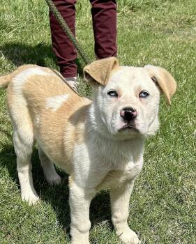 Labrador Retriever and Husky Dogs Available for Adoption in Horn Lake, Mississippi - Frosty | PetCurious
