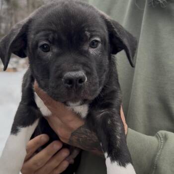 Boston Terrier and Mixed Breed Dogs Available for Adoption - Cumulus | PetCurious