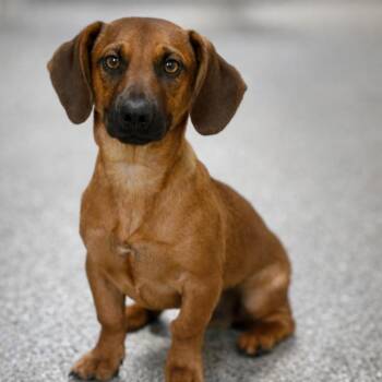 Dachshund Dogs Available for Adoption - Twix — The Loyal Low‑Rider With A Big Heart And Big Feelings | PetCurious