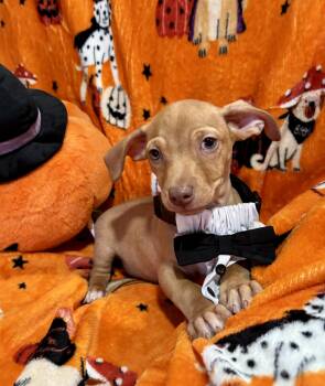 Charlie Brown -  Chiweenie Dog for Adoption in Corona, California - Charlie Brown | PetCurious