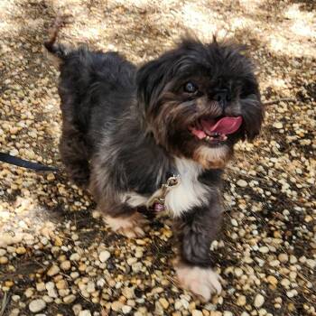 Bailey Boy -  Mixed Breed Dog for Adoption in Philadelphia, Pennsylvania - Bailey Boy | PetCurious