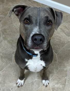 Mixed Breed Dogs Available for Adoption in Neillsville, Wisconsin - Tuff | PetCurious