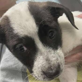 Hound Dogs Available for Adoption in Hannibal, Missouri - LAVENDER | PetCurious