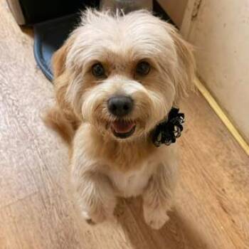 DAWSON -  Lhasa Apso and Pomeranian Dog for Adoption in Santa Monica, California - DAWSON | PetCurious