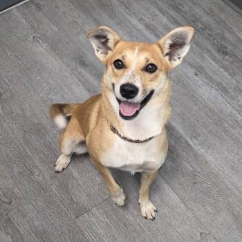 Crimson -  Cattle Dog and Mixed Breed Dog for Adoption in Camden, Delaware - Crimson | PetCurious