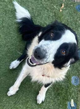 Rescue Border Collie Dogs for Adoption in Kiowa, Oklahoma - Belle Starr | PetCurious