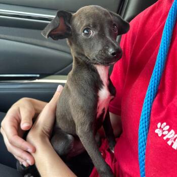 Puppy Pickles -  Chihuahua and Mixed Breed Dog Available for Adoption in Miami, Florida - Puppy Pickles | PetCurious
