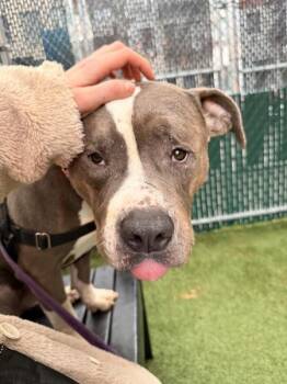 Mixed Breed Dogs Available for Adoption - Sterling | PetCurious