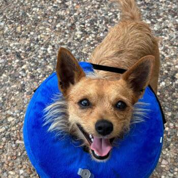 Dachshund and Border Terrier Dogs Available for Adoption - Tiki D10918 *Arriving 5/1* | PetCurious