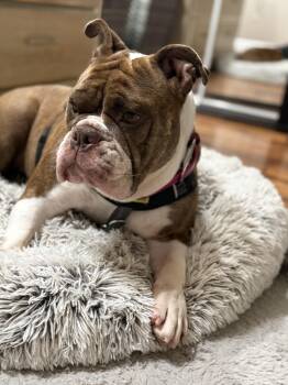 Minnie -  English Bulldog Dog for Adoption in Briny Breezes, Florida - Minnie | PetCurious