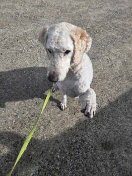 Golden Retriever and Standard Poodle Dogs Available for Adoption in Utica, Michigan - Obie | PetCurious