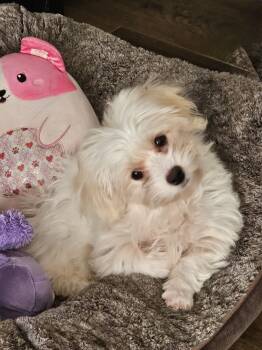 Rescue Maltese and Poodle Dogs for Adoption in Omaha, Nebraska - Maltipoo-Pocket | PetCurious