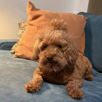 Miniature Poodle Dogs Available for Adoption in Blue Springs, Missouri - Corona Jean | PetCurious