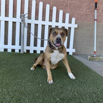A614171 -  Pit Bull Terrier Dog for Adoption in Modesto, California - A614171 | PetCurious