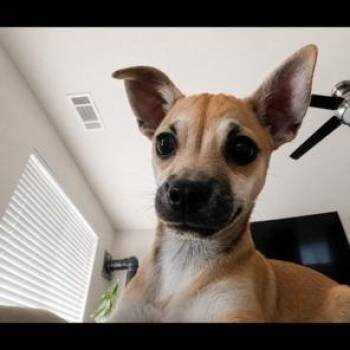 Bambi -  Chihuahua Dog for Adoption in Lodi, California - Bambi | PetCurious