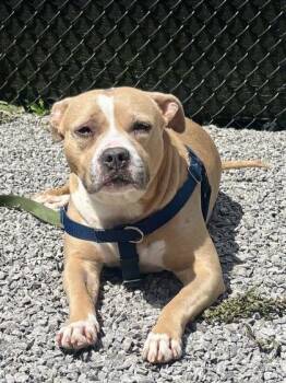 Hawaiian Sweet Roll -  Mixed Breed Dog for Adoption in Cincinnati, Ohio - Hawaiian Sweet Roll | PetCurious
