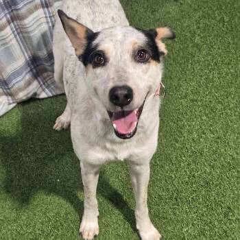 Sky -  Australian Cattle Dog Blue Heeler Dog for Adoption in Racine, Wisconsin - Sky | PetCurious