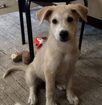 EDEN -  Shepherd and Cattle Dog Dog for Adoption in Broomfield, Colorado - EDEN | PetCurious