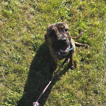 Peewee -  Terrier Dog for Adoption in South Elgin, Illinois - Peewee | PetCurious