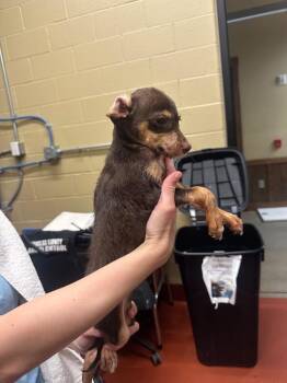 Chihuahua Dogs Available for Adoption in Douglasville, Georgia - Brownie | PetCurious