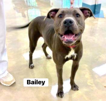 Pit Bull Terrier Dogs Available for Adoption in Alexander, Arkansas - Bailey | PetCurious