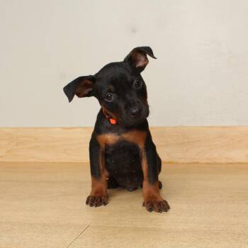 Rex D70516 -  Terrier and Mixed Breed Dog for Adoption in Minnetonka, Minnesota - Rex D70516 | PetCurious