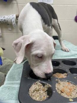 Sparky -  Pit Bull Terrier and Mixed Breed Dog for Adoption in Westland, Michigan - Sparky | PetCurious